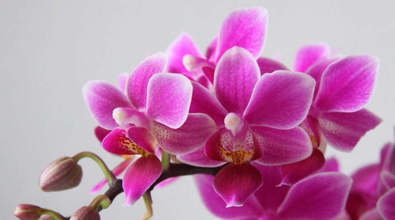 Everything about caring for orchids