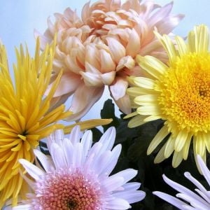 send chrysanthemums Ukraine 2