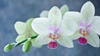 Orchid Plants Ukraine 1