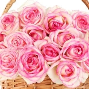 send pink roses Ukraine 1