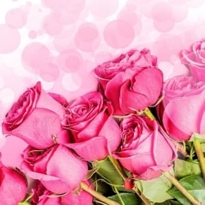 send pink roses Ukraine 3