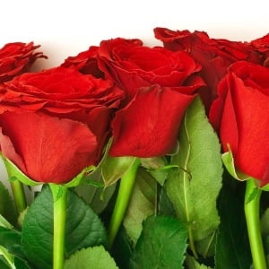 заказать красные розы Украина 1