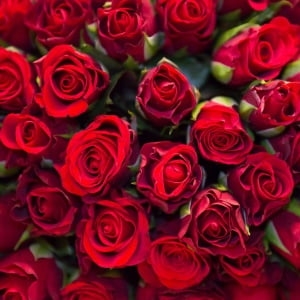 заказать красные розы Украина 2