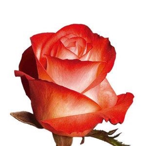send Roses by stems Ukraine 1