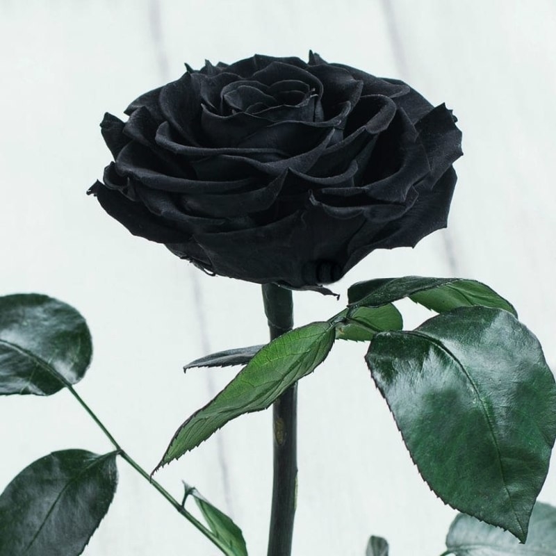 Eternal Black Rose | Gifts Delivery in Ukraine. Prices, Photos, Reviews